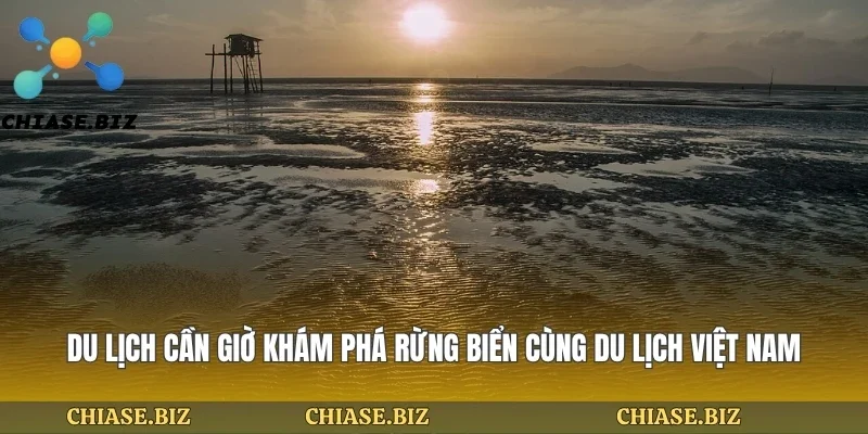 Du Lịch Cần Giờ Khám Phá Rừng Biển Cùng Du Lịch Việt Nam