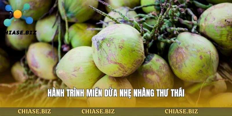 Hành trình miền dừa nhẹ nhàng thư thái